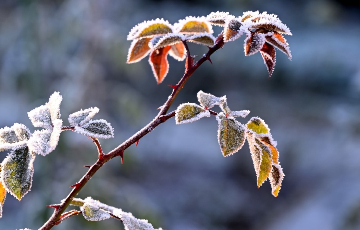 Piante da interno in inverno: consigli pratici per mantenerle sane